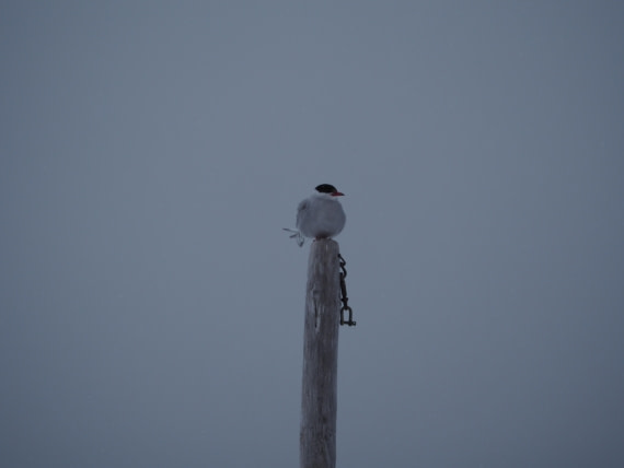 arctic tern having a break