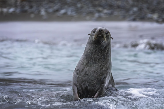 Antarctic fur seal portrait