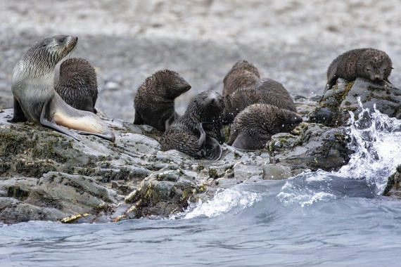 Blondie and the creche