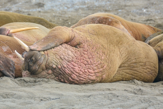 PLA03-25, Day 7, _DSC0920-2 © Unknown photographer - Oceanwide Expeditions.jpg