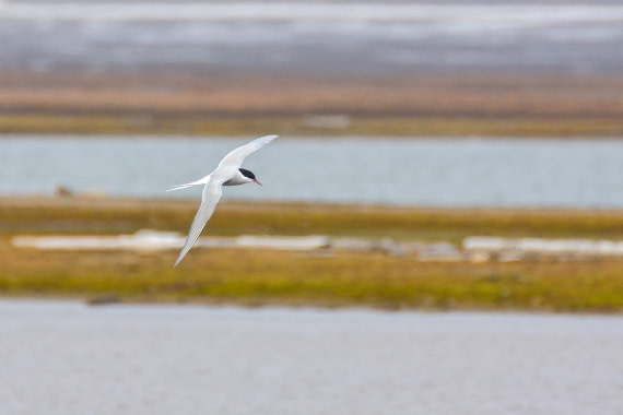 PLA03-25, Day 7, _DSC0930-2 © Unknown photographer - Oceanwide Expeditions.jpg