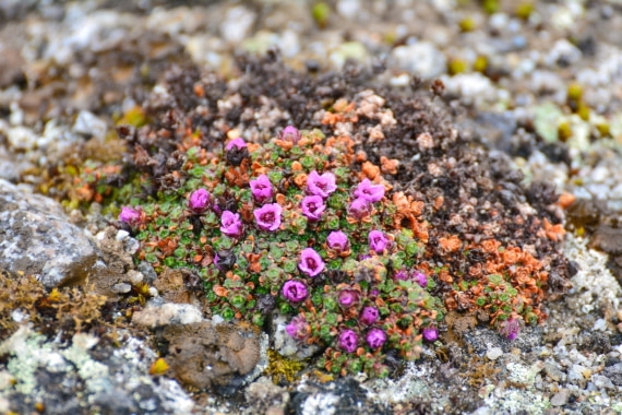 PLA03-25, Day 2, _DSC0825-2 © Unknown photographer - Oceanwide Expeditions.jpg