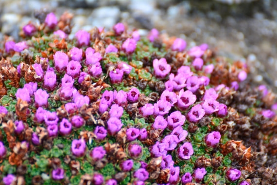 PLA03-25, Day 2, _DSC0827-2 © Unknown photographer - Oceanwide Expeditions.jpg