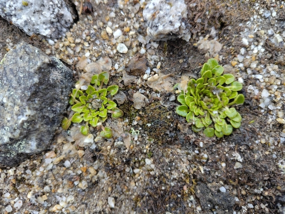 PLA03-25, Day 2, IMG_20250611_161952 © Michelle van Dijk - Oceanwide Expeditions.jpg
