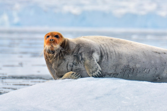 PLA03-25, Day 3, _DSC0864-2 © Unknown photographer - Oceanwide Expeditions.jpg
