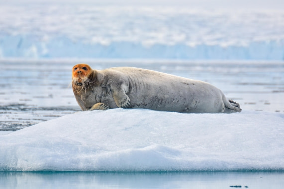 PLA03-25, Day 3, _DSC0865-2 © Unknown photographer - Oceanwide Expeditions.jpg