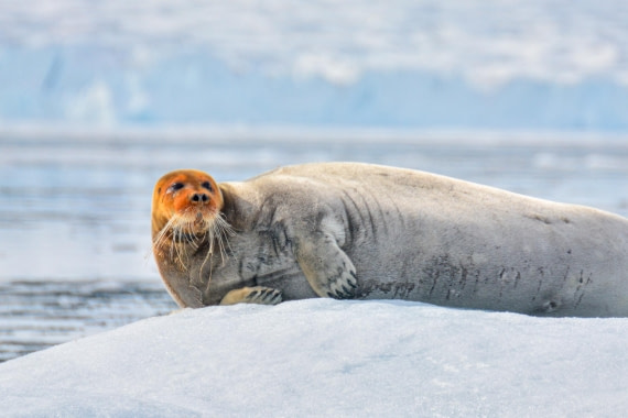 PLA03-25, Day 3, _DSC0867-2 © Unknown photographer - Oceanwide Expeditions.jpg