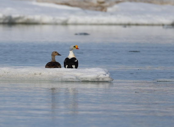 PLA03-25, Day 3, 2025-06-12 King Eider © Unknown photographer - Oceanwide Expeditions.JPG