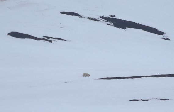 PLA03-25, Day 3, 2025-06-12 Polar Bear Mushamna © Unknown photographer - Oceanwide Expeditions.JPG
