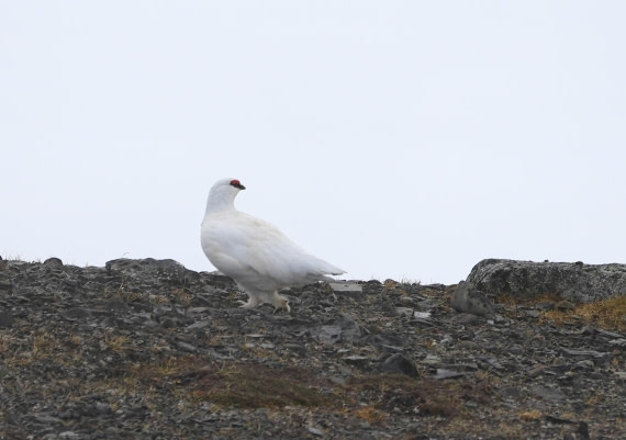 PLA03-25, Day 3, 2025-06-12 Rock Ptarmingan © Unknown photographer - Oceanwide Expeditions.JPG