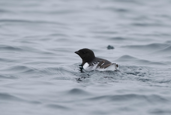 PLA03-25, Day 5, 2025-06-14 Little Auk © Unknown photographer - Oceanwide Expeditions.JPG