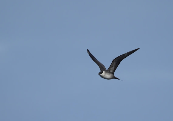PLA03-25, Day 5, 2025-06-14 Long-tailed Skua © Unknown photographer - Oceanwide Expeditions.JPG