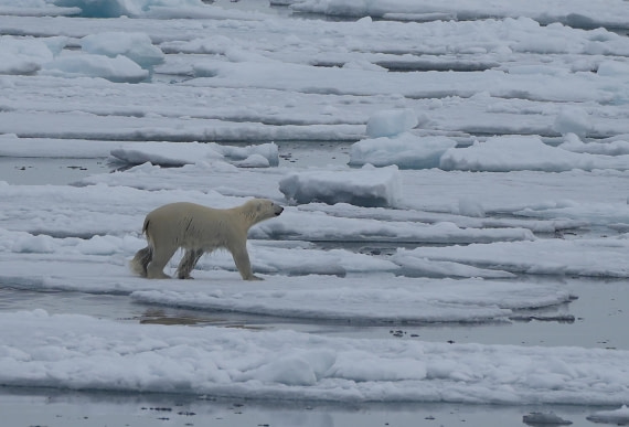 PLA03-25, Day 5, 2025-06-14 Polar Bear © Unknown photographer - Oceanwide Expeditions.JPG