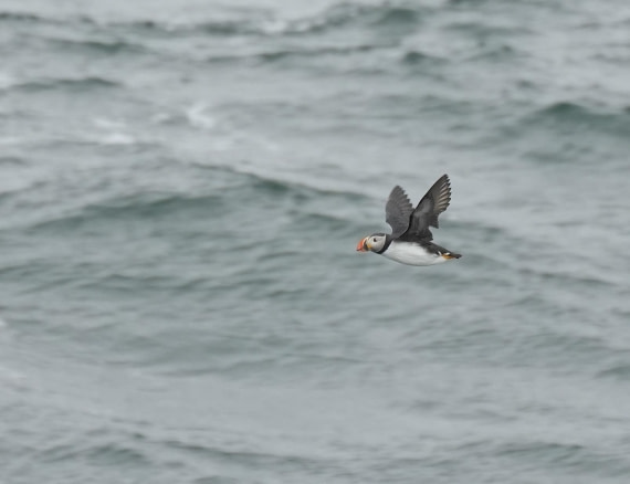 PLA03-25, Day 6, 2025-06-15 Atlantic Puffin © Unknown photographer - Oceanwide Expeditions.JPG