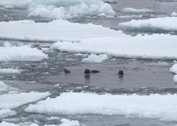 PLA03-25, Day 6, 2025-06-15 Harp Seals © Unknown photographer - Oceanwide Expeditions.JPG