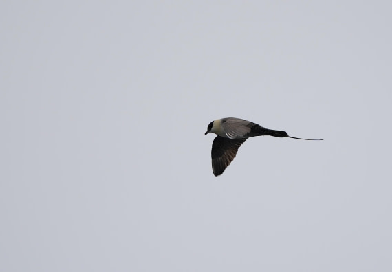 PLA03-25, Day 6, 2025-06-15 Long-tailed Skua © Unknown photographer - Oceanwide Expeditions.JPG