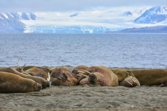 PLA03-25, Day 7, _DSC0911-2 © Unknown photographer - Oceanwide Expeditions.jpg