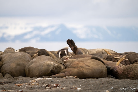 OTL03-25, Day 7(4) © Matt Cheok - Oceanwide Expeditions.jpg