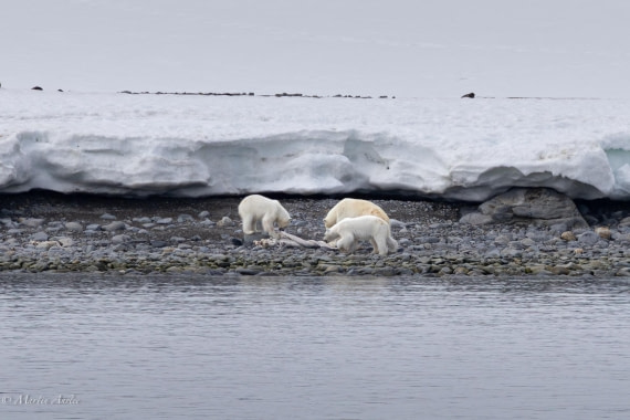 OTL03-25, Day 2, 0Q9A3206-Enhanced-NR © Martin Anstee - Oceanwide Expeditions.jpg