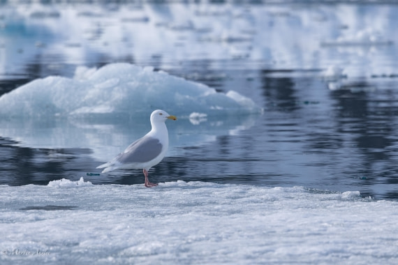 OTL03-25, Day 3, 0Q9A3618 © Martin Anstee - Oceanwide Expeditions.jpg