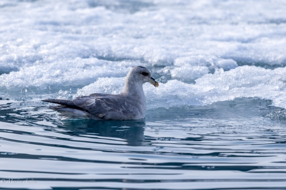 OTL03-25, Day 3, 0Q9A3663 © Martin Anstee - Oceanwide Expeditions.jpg