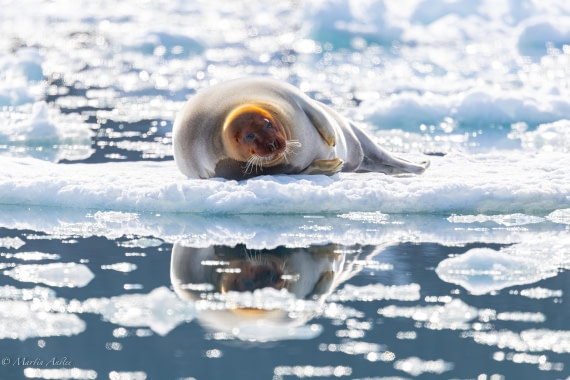 OTL03-25, Day 3, 0Q9A3927-Enhanced-NR © Martin Anstee - Oceanwide Expeditions.jpg