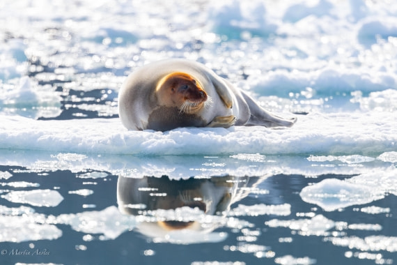 OTL03-25, Day 3, 0Q9A3941 © Martin Anstee - Oceanwide Expeditions.jpg