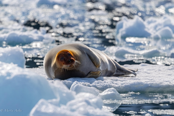OTL03-25, Day 3, 0Q9A4103 © Martin Anstee - Oceanwide Expeditions.jpg