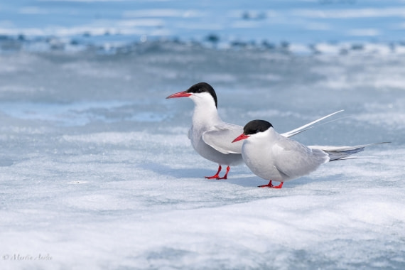 OTL03-25, Day 3, 0Q9A4136 © Martin Anstee - Oceanwide Expeditions.jpg