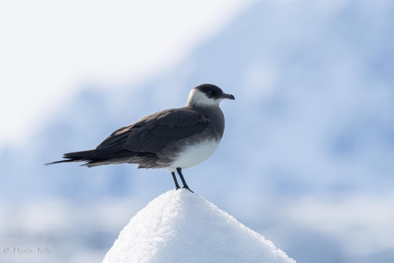 OTL03-25, Day 3, 0Q9A4540 © Martin Anstee - Oceanwide Expeditions.jpg