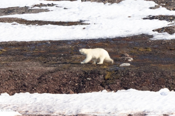OTL03-25, Day 3, 0Q9A5178 © Martin Anstee - Oceanwide Expeditions.jpg