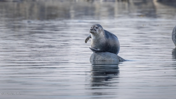 OTL03-25, Day 6, 0Q9A6557-Enhanced-NR © Martin Anstee - Oceanwide Expeditions.jpg