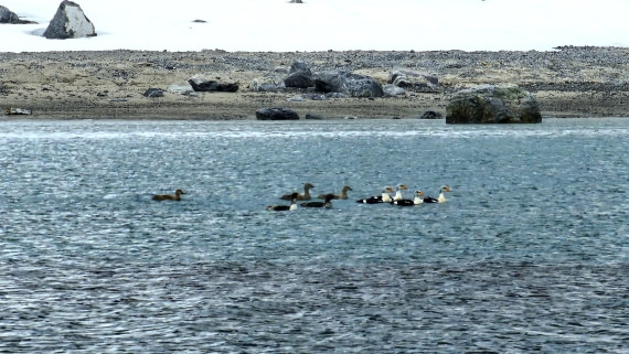 HDS03-25, Day 7, king eider © Unknown photographer - Oceanwide Expeditions.JPG