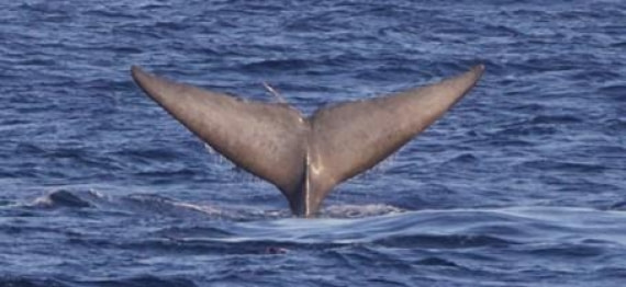 HDS03-25, Day 1, Blue whale © Unknown photographer - Oceanwide Expeditions.jpg
