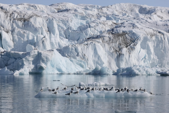 HDS03-25, Day 3, MonaccoBreen-Kittiwake © Meike Sjoer - Oceanwide Expeditions.JPG