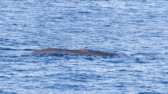 OTL04-25, Day 1, 0Q9A7075 © Martin Anstee - Oceanwide Expeditions.jpg