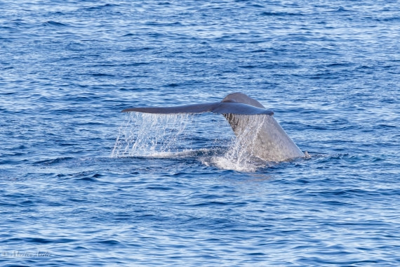 OTL04-25, Day 1, 0Q9A7145 © Martin Anstee - Oceanwide Expeditions.jpg