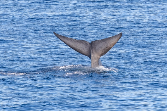 OTL04-25, Day 1, 0Q9A7172 © Martin Anstee - Oceanwide Expeditions.jpg