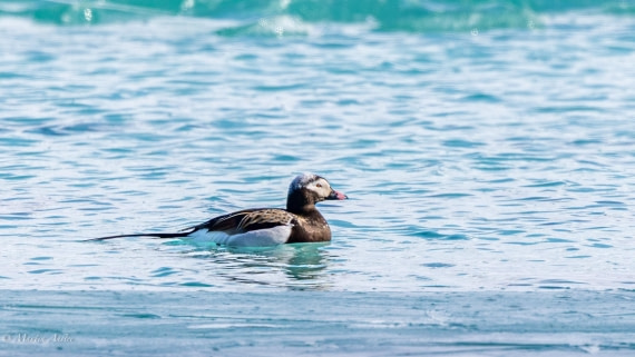 OTL04-25, Day 2, 0Q9A7185 © Martin Anstee - Oceanwide Expeditions.jpg