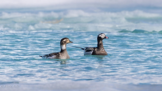 OTL04-25, Day 2, 0Q9A7289-Enhanced-NR © Martin Anstee - Oceanwide Expeditions.jpg