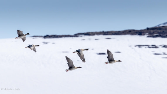 OTL04-25, Day 2, 0Q9A7398 © Martin Anstee - Oceanwide Expeditions.jpg