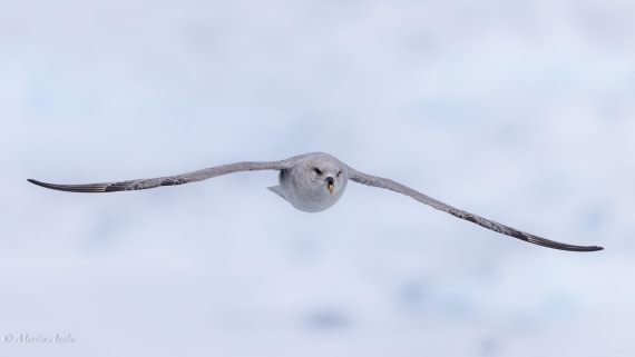 OTL04-25, Day 5, 0Q9A6461 © Martin Anstee - Oceanwide Expeditions.jpg