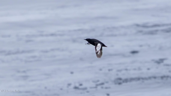 OTL04-25, Day 5, 0Q9A6517-Enhanced-NR © Martin Anstee - Oceanwide Expeditions.jpg