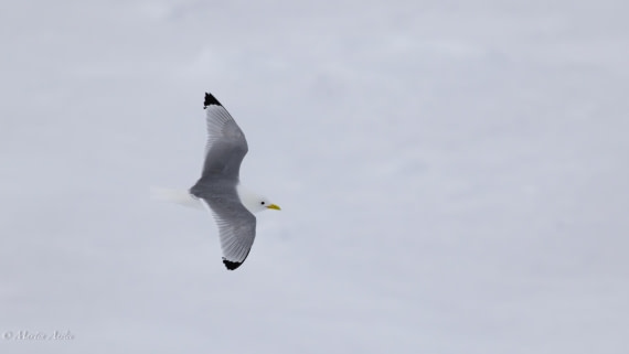 OTL04-25, Day 5, 0Q9A7996-Enhanced-NR © Martin Anstee - Oceanwide Expeditions.jpg