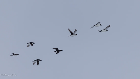 OTL04-25, Day 5, 0Q9A7998 © Martin Anstee - Oceanwide Expeditions.jpg