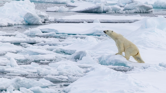 OTL04-25, Day 5, 0Q9A8033-Enhanced-NR © Martin Anstee - Oceanwide Expeditions.jpg