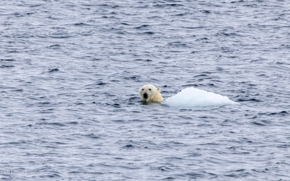 OTL04-25, Day 5, 0Q9A8112-Enhanced-NR © Martin Anstee - Oceanwide Expeditions.jpg