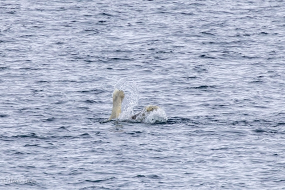 OTL04-25, Day 5, 0Q9A8126-Enhanced-NR © Martin Anstee - Oceanwide Expeditions.jpg