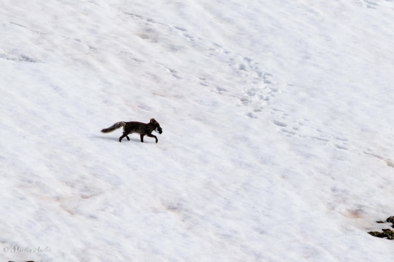 OTL04-25, Day 6, Foxy © Martin Anstee - Oceanwide Expeditions.jpg