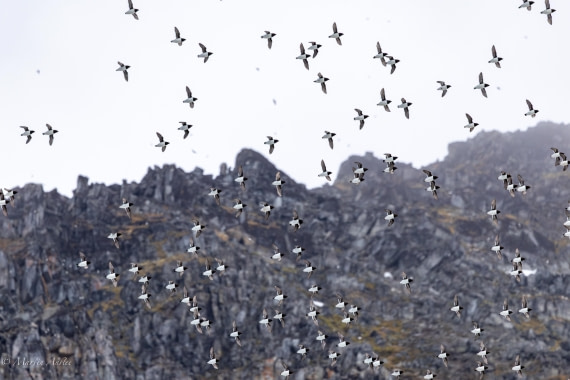 OTL04-25, Day 6, Little Auk (2) © Martin Anstee - Oceanwide Expeditions.jpg